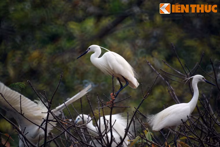Cò là loài chim hiện diện nhiều nhất. Chúng tỏ ra khá bạo dạn và sẵn sàng đậu xuống sân chùa để kiếm ăn.