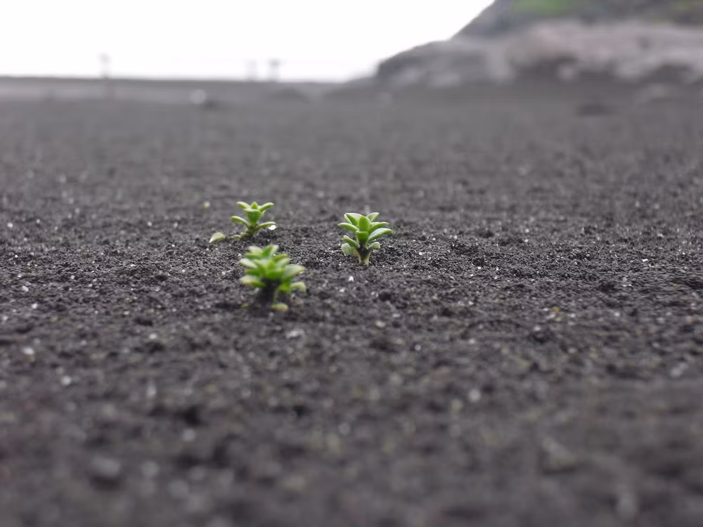 Trong lúc hoạt động phun trào đang diễn ra, nhiều loài thực vật đã xuất hiện trên đảo. Surtsey đã được công bố là khu bảo tồn thiên nhiên vào năm 1965. Trong các thập niên sau đó, hàng chục loài thực vật cùng chim chóc và các loài động vật lớn đã cư ngụ ở đảo.