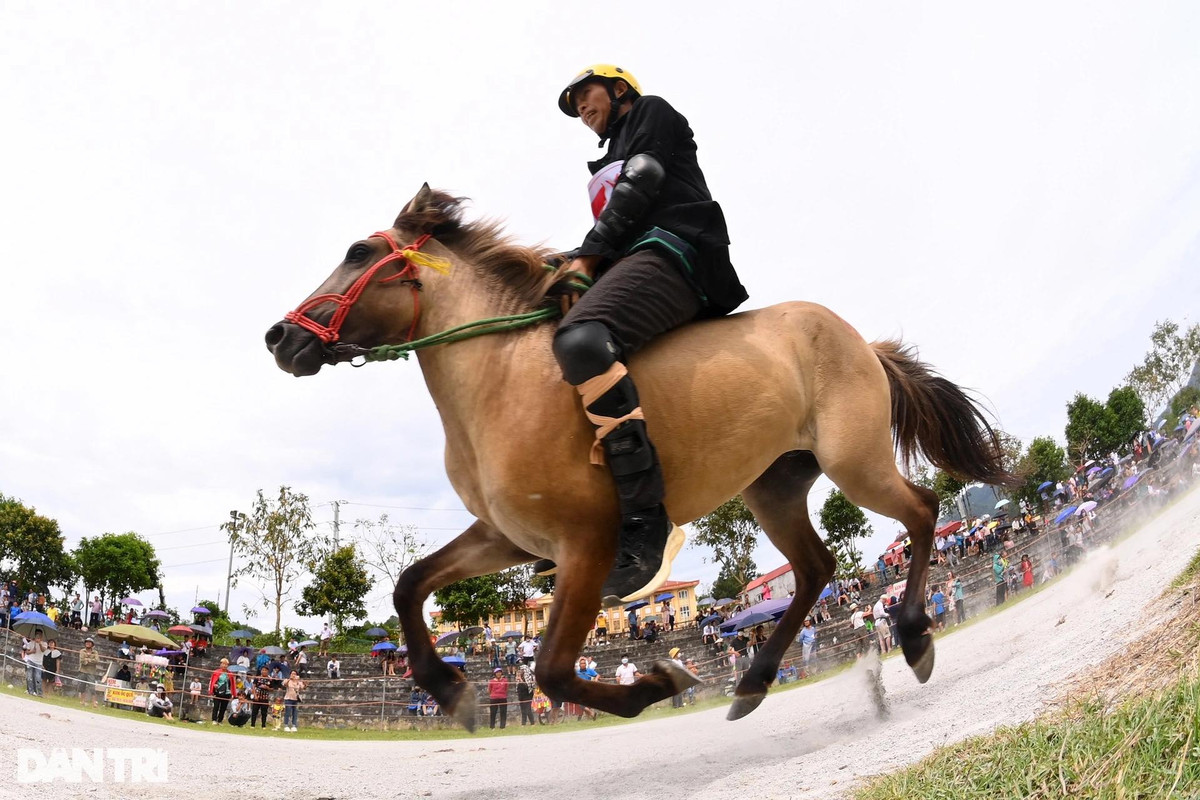 Nài ngựa Vàng Văn Huynh băng băng về đích ở lượt đua loại. Anh là một trong những nài ngựa giành được nhiều lần vô địch tại các giải đua ngựa truyền thống huyện Bắc Hà. Vòng bán kết, chung kết cuộc thi đua ngựa truyền thống huyện Bắc Hà sẽ diễn ra vào 8h sáng ngày 12/6 tới đây.
