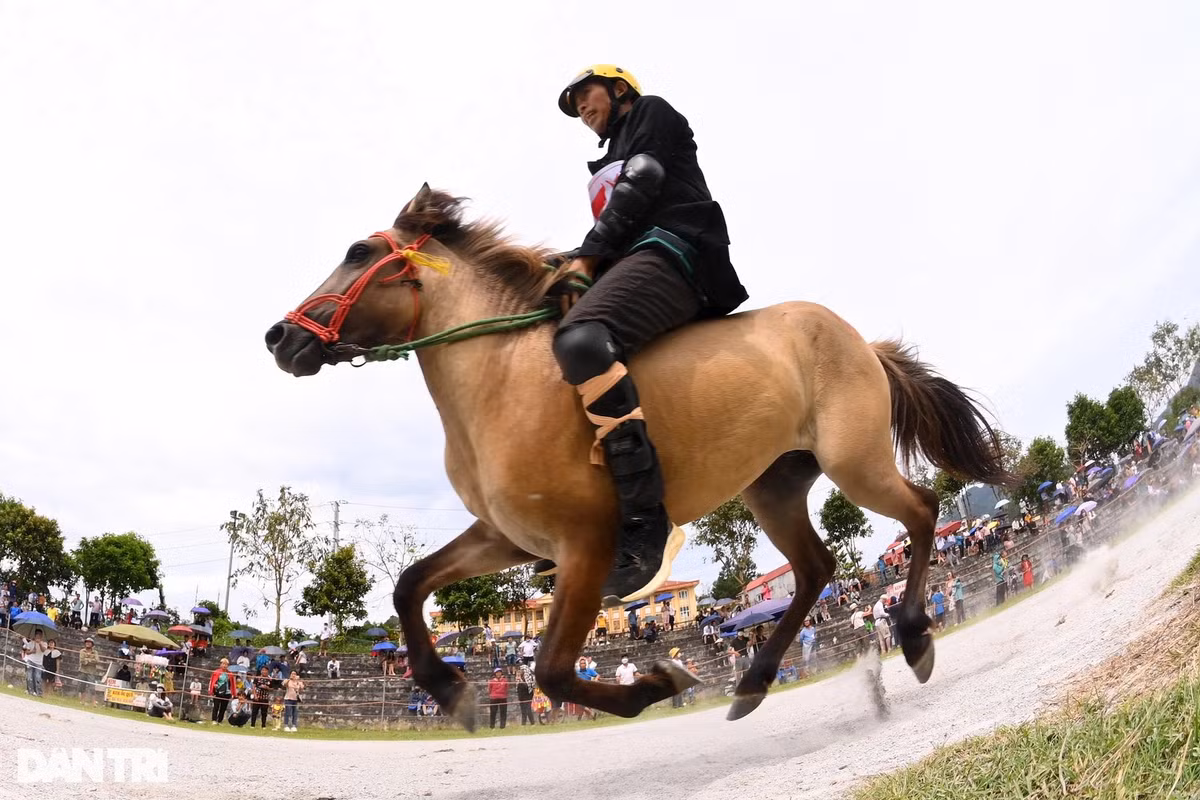 Nài ngựa Vàng Văn Huynh băng băng về đích ở lượt đua loại. Anh là một trong những nài ngựa giành được nhiều lần vô địch tại các giải đua ngựa truyền thống huyện Bắc Hà. Vòng bán kết, chung kết cuộc thi đua ngựa truyền thống huyện Bắc Hà sẽ diễn ra vào 8h sáng ngày 12/6 tới đây.