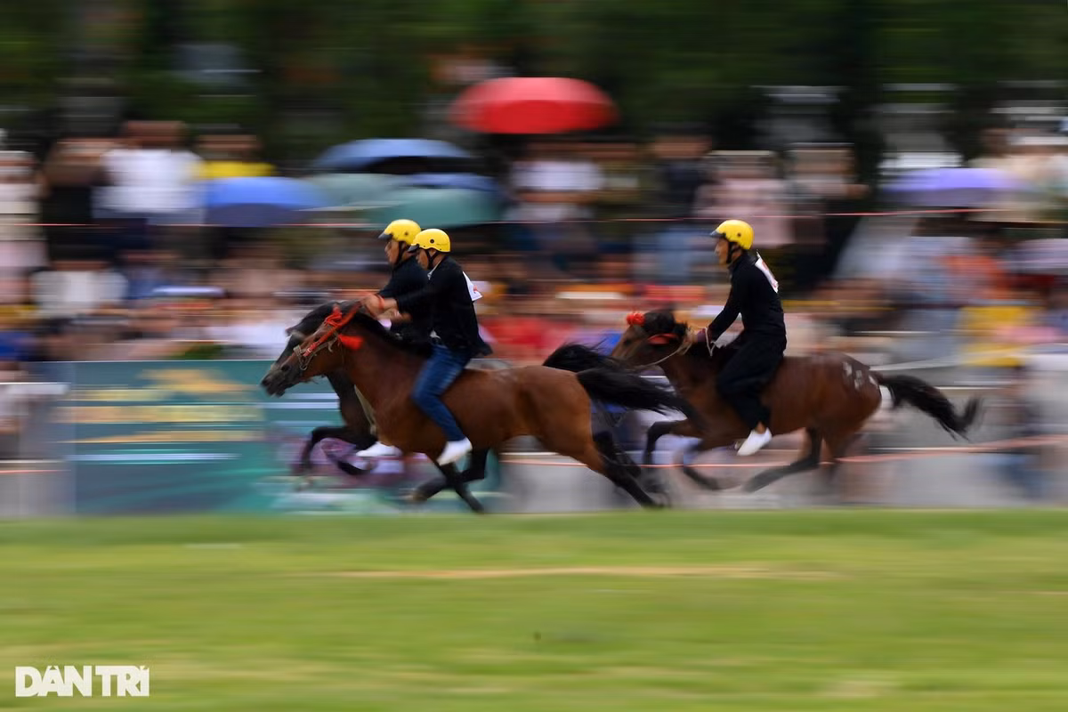 Ban tổ chức sẽ chọn ra 32 nài ngựa xuất sắc nhất để vào thi đấu vòng chung kết diễn ra ngày 12/6.
