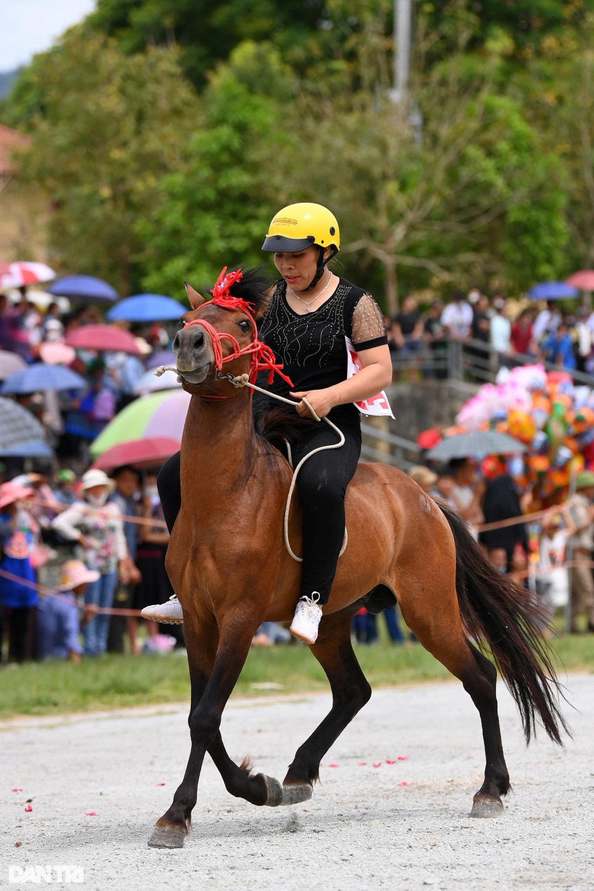 Nữ nài ngựa duy nhất của mùa giải năm nay dũng cảm đăng ký tham gia thi đấu cùng cánh đàn ông. Tuy nhiên, do ngựa quá căng thẳng nên chỉ sau 1 vòng chạy đầu tiên quanh sân, nài ngựa đã xin dừng cuộc.