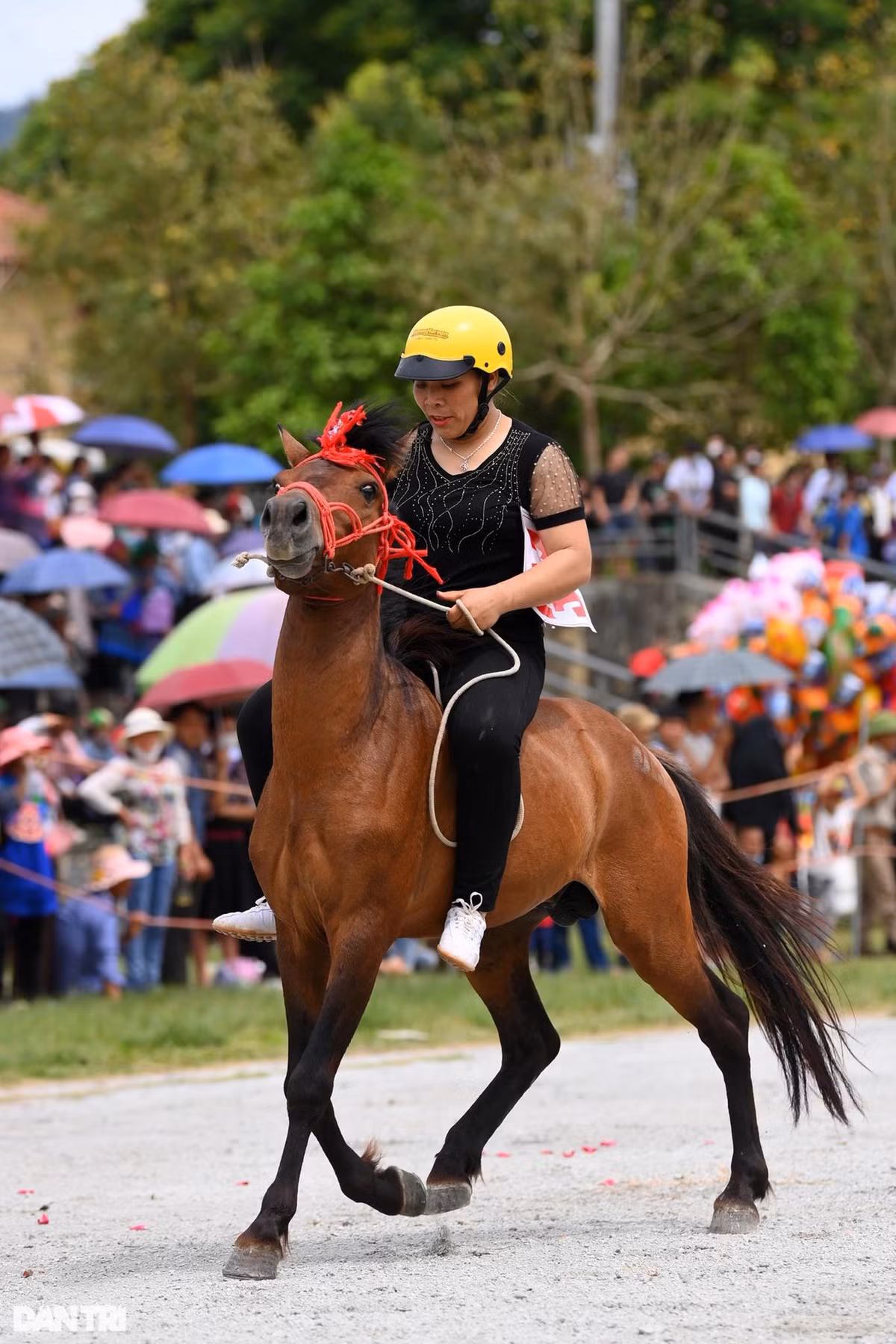 Nữ nài ngựa duy nhất của mùa giải năm nay dũng cảm đăng ký tham gia thi đấu cùng cánh đàn ông. Tuy nhiên, do ngựa quá căng thẳng nên chỉ sau 1 vòng chạy đầu tiên quanh sân, nài ngựa đã xin dừng cuộc.