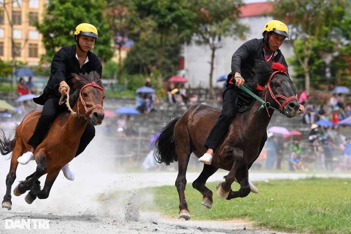 Mỗi lượt đua loại sẽ có 4 nài ngựa thi đấu, chạy 5 vòng quanh sân vận động.