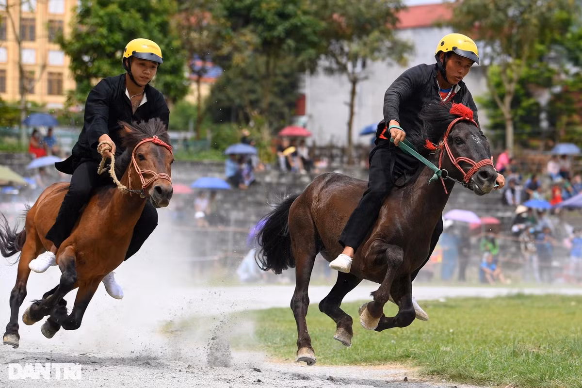 Mỗi lượt đua loại sẽ có 4 nài ngựa thi đấu, chạy 5 vòng quanh sân vận động.