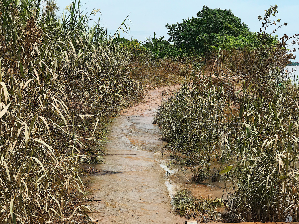 Cây cỏ hai bên đường đi ngả nghiêng, đổ rạp.