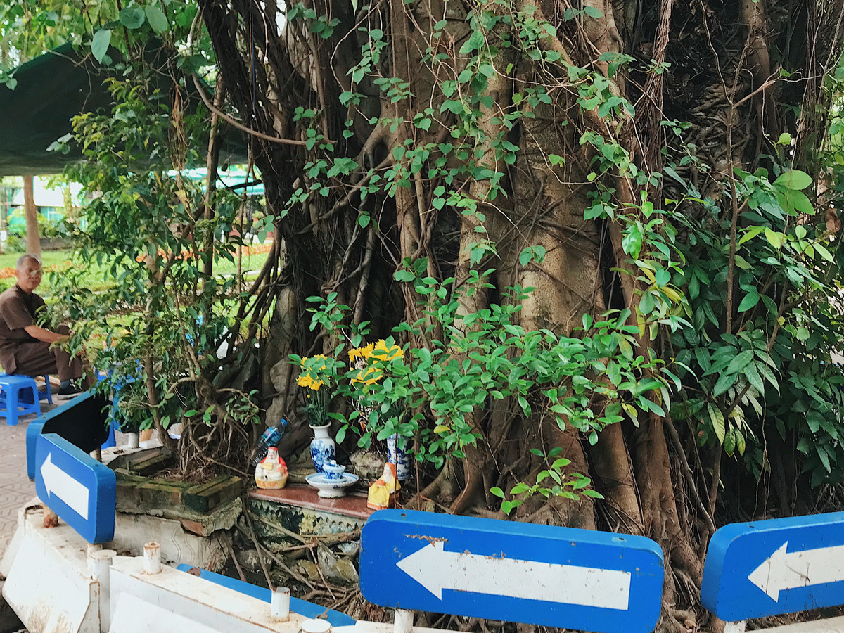 Cây đa cổ thụ với hàng nghìn rễ tạo nên hình thù kỳ dị.