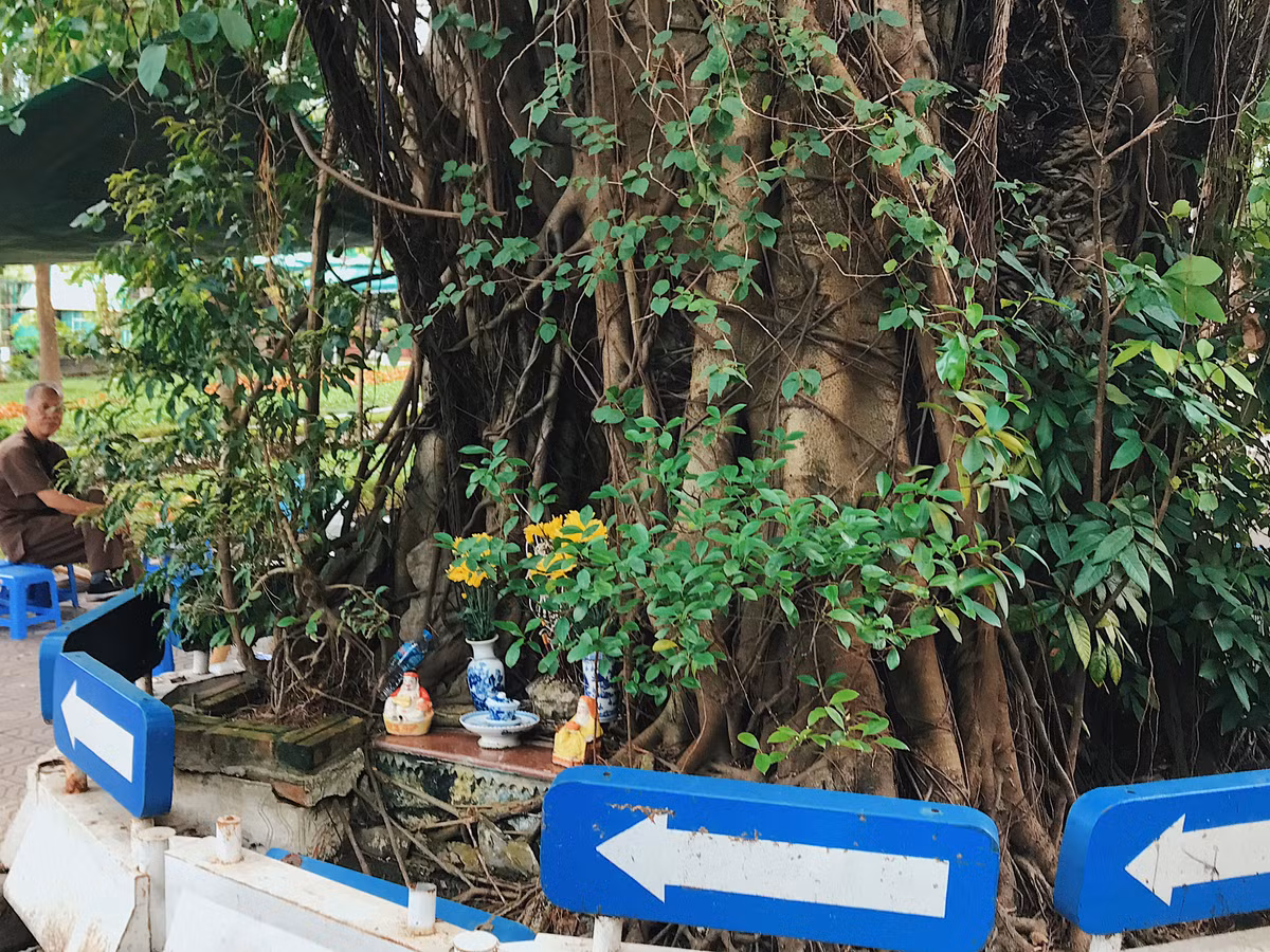 Cây đa cổ thụ với hàng nghìn rễ tạo nên hình thù kỳ dị.