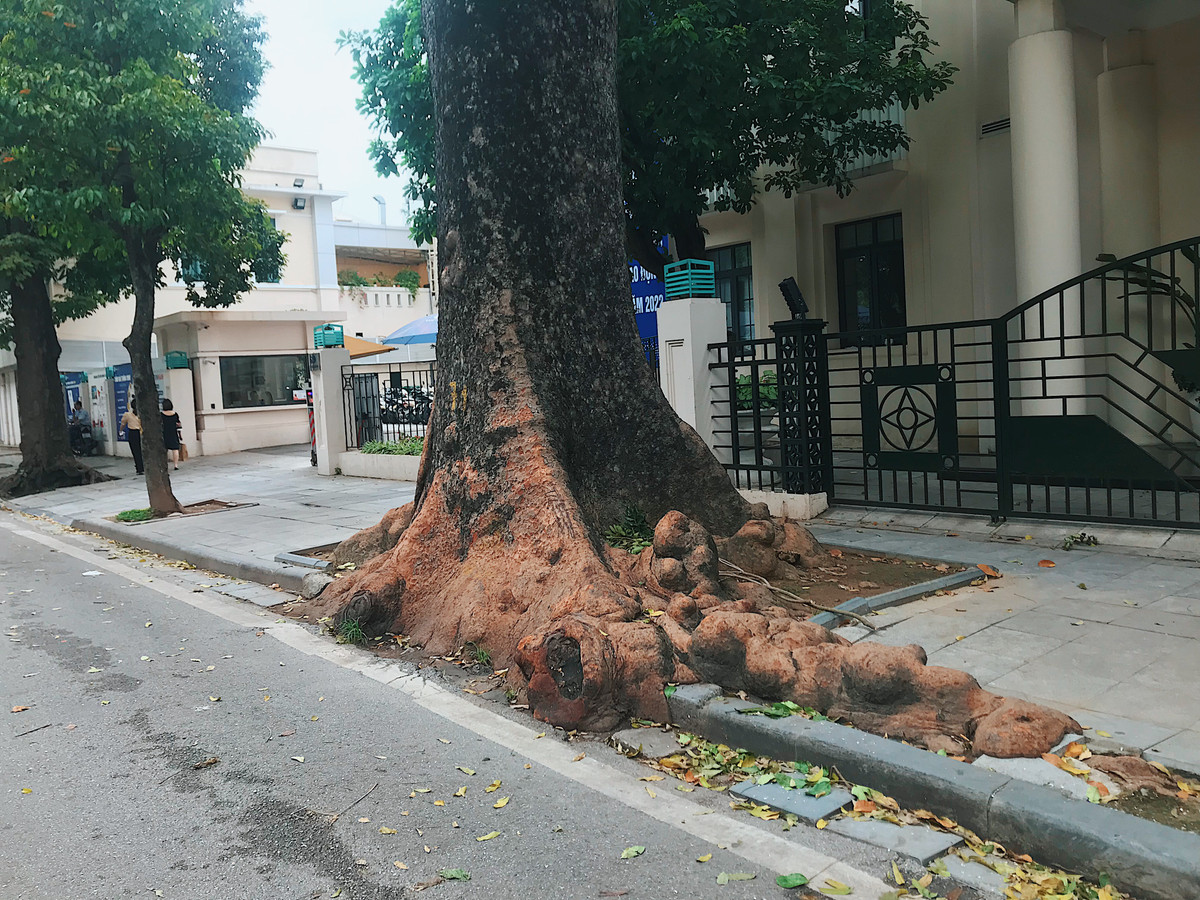 Cây cổ thụ trước tổng công ty điện lực TP Hà Nội (phố Đinh Tiên Hoàng).
