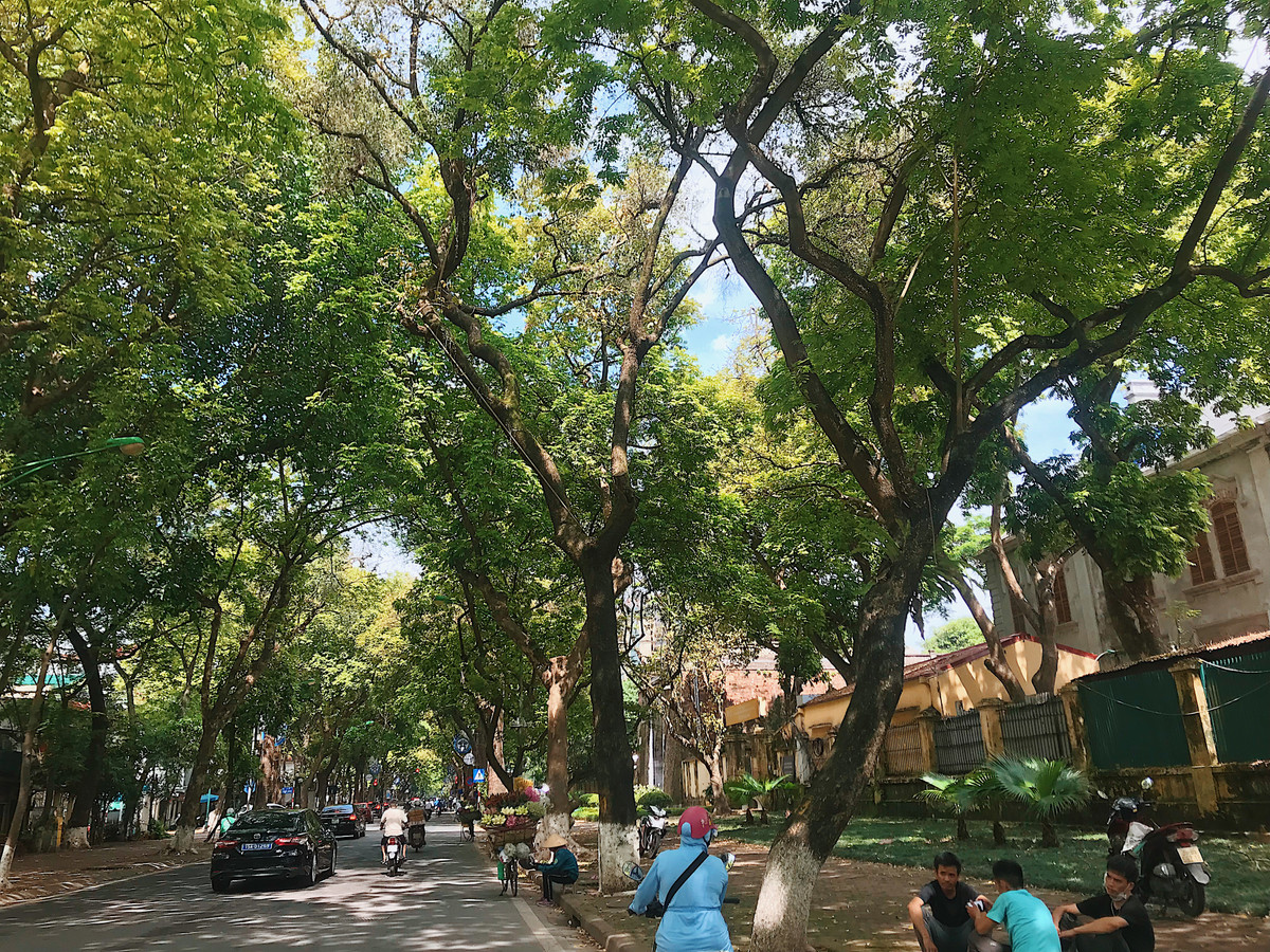 Hai hàng cây luôn rợp bóng mát vào mùa hè.