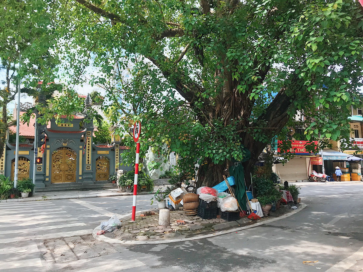 Cây Bồ Đề giữa nga ba phố Thuỵ Khuê - Bưởi - Lạc Long Quân, phía trước đình An Thái (quận Tây Hồ).