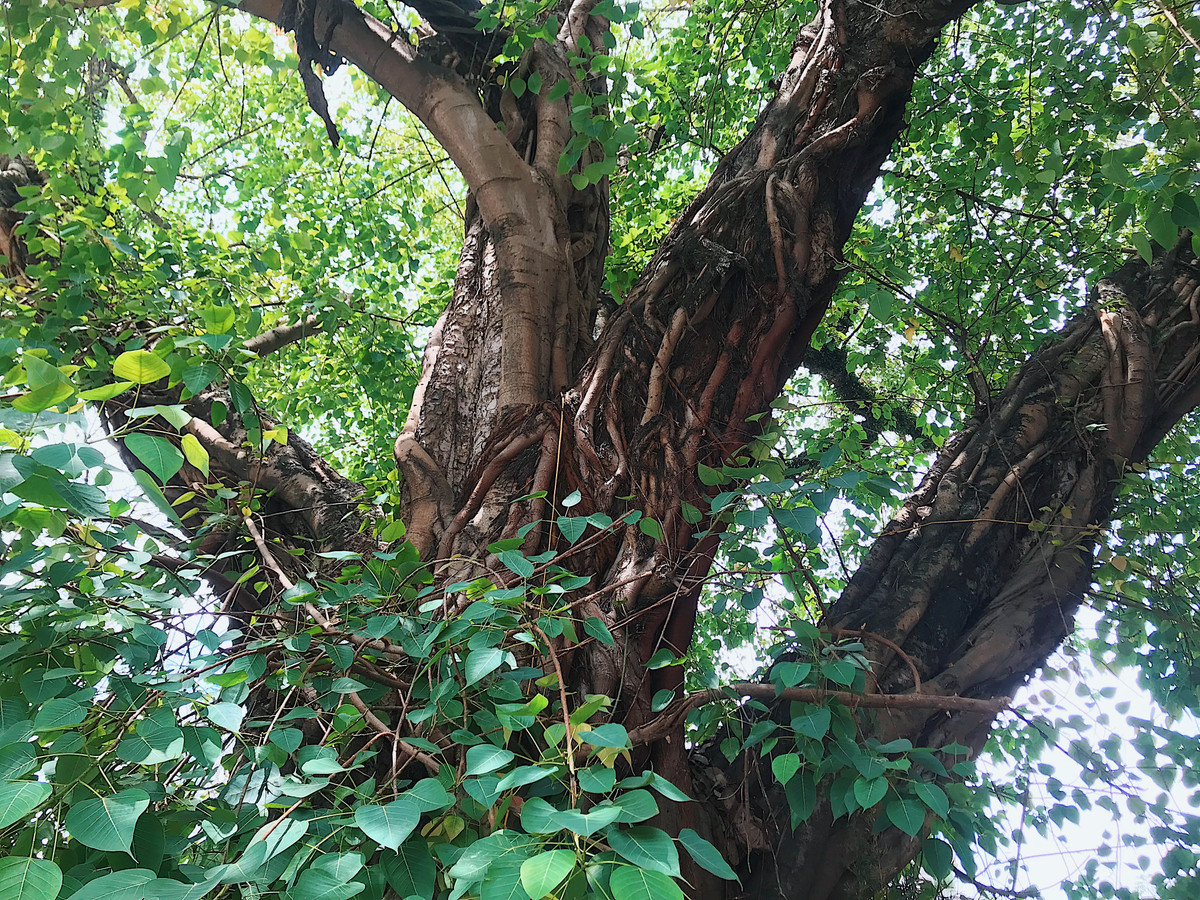 Cây đã hơn trăm tuổi nhưng vẫn sum sê, cành lá tươi tốt quanh năm.