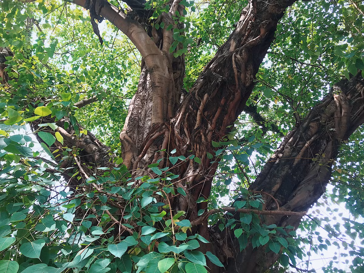 Cây đã hơn trăm tuổi nhưng vẫn sum sê, cành lá tươi tốt quanh năm.