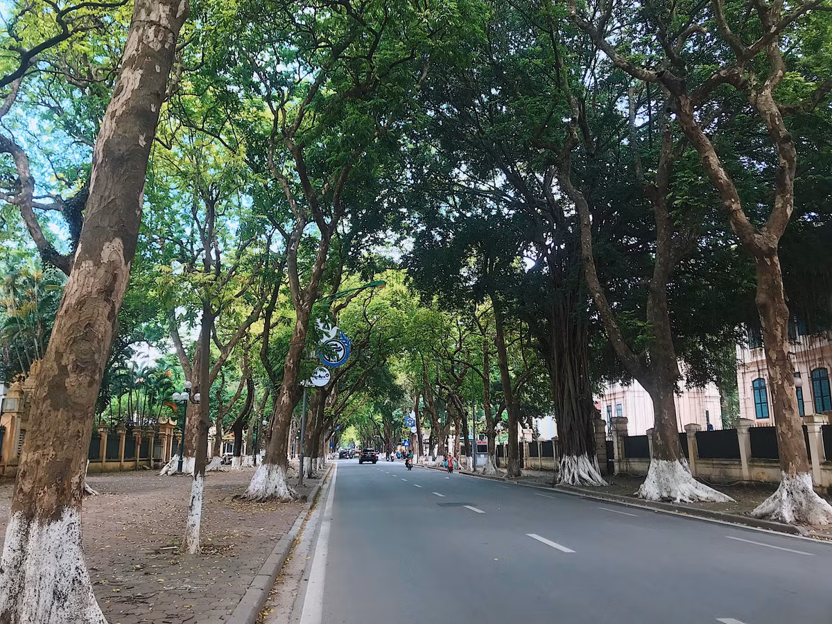 Đường Phan Đình Phùng nổi tiếng với hai hàng cây sấu cổ thụ hàng trăm tuổi.
