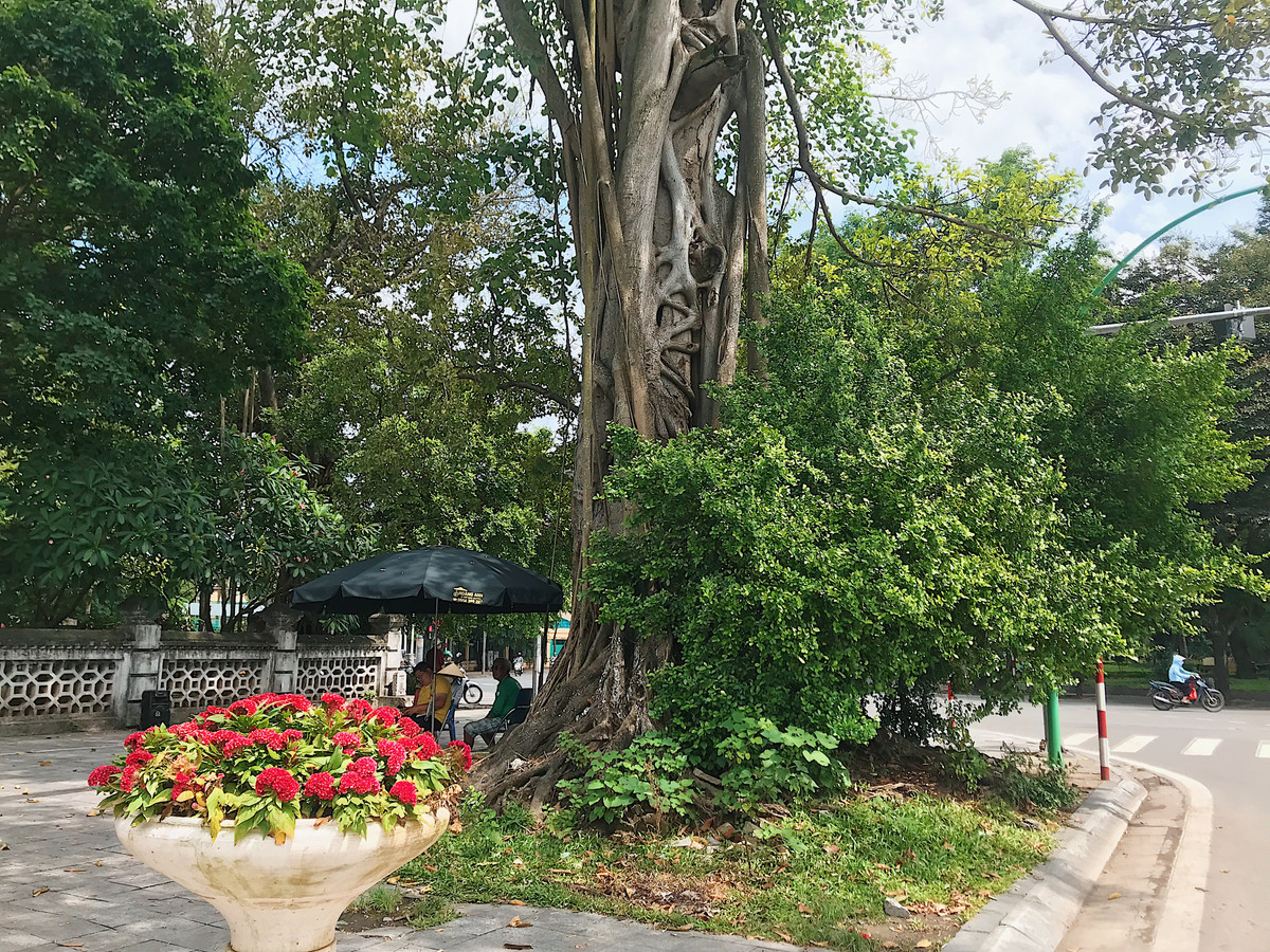 Cây đa cổ thụ trước cổng đền Quán Thánh (quận Ba Đình) cũng có tuổi đời hàng trăm tuổi.