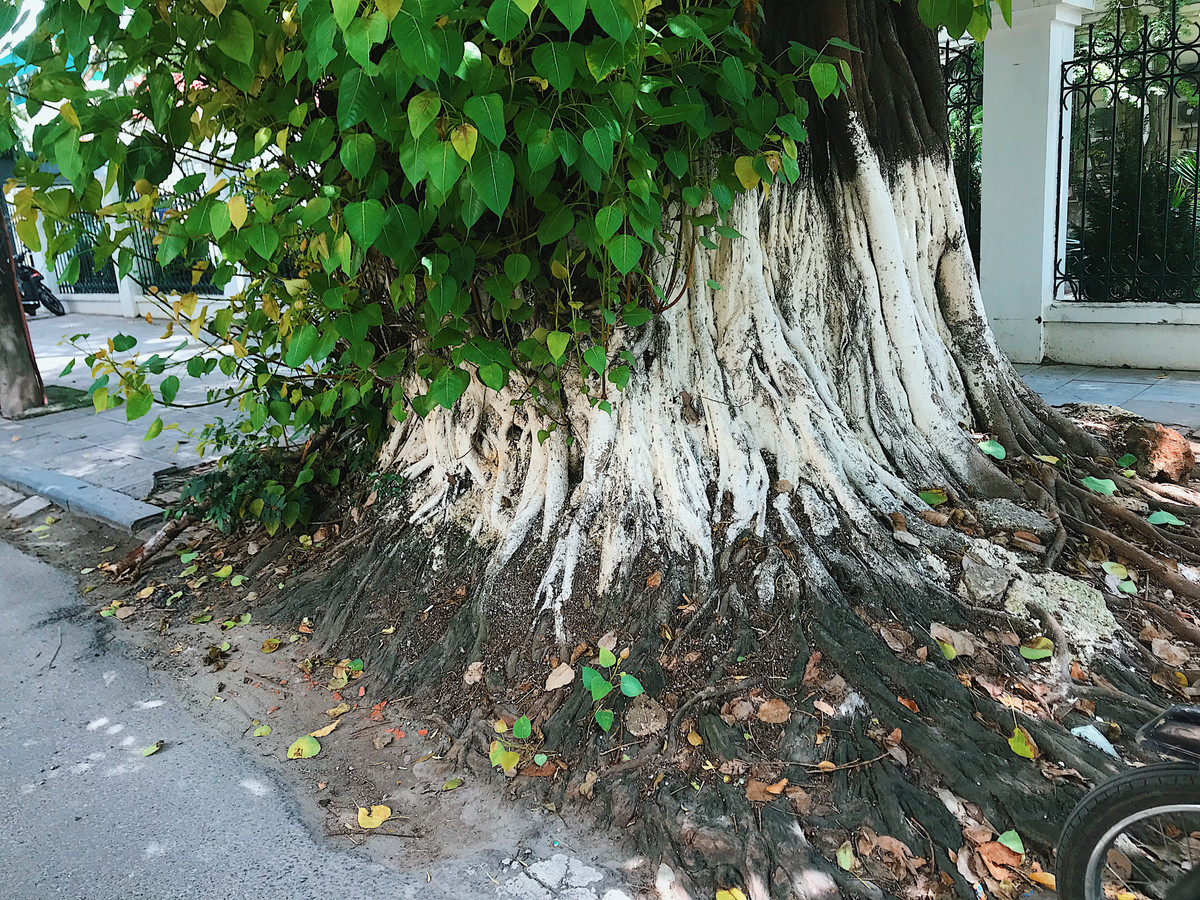 Thân cây lớn cỡ vài vòng tay người lớn ôm.