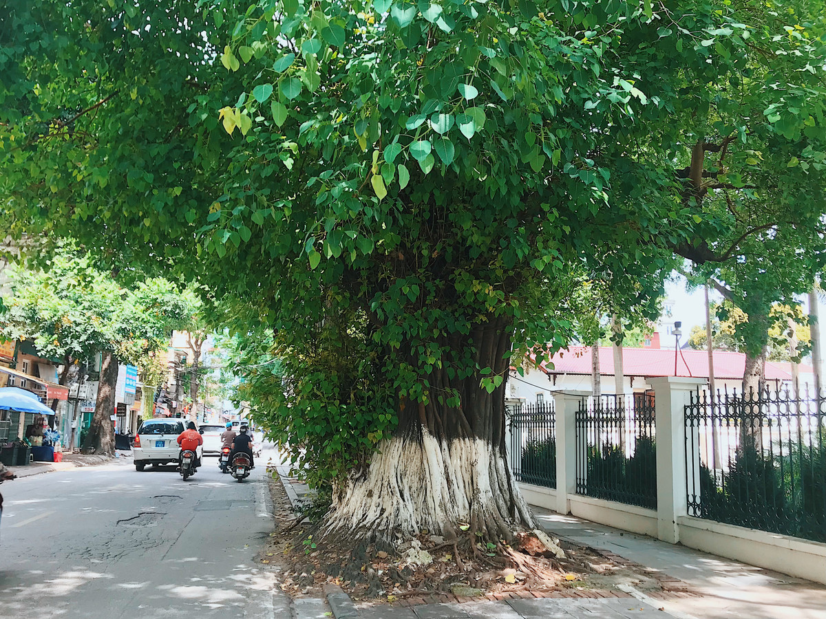 Dọc đường Hoàng Hoa Thám cũng có rất nhiều những gốc bồ đề cổ thụ hàng trăm tuổi.