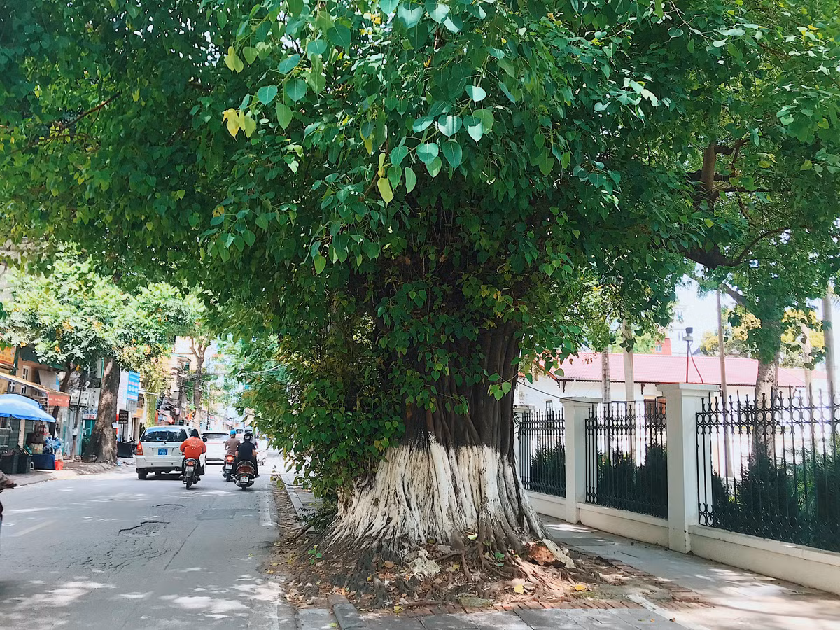 Dọc đường Hoàng Hoa Thám cũng có rất nhiều những gốc bồ đề cổ thụ hàng trăm tuổi.