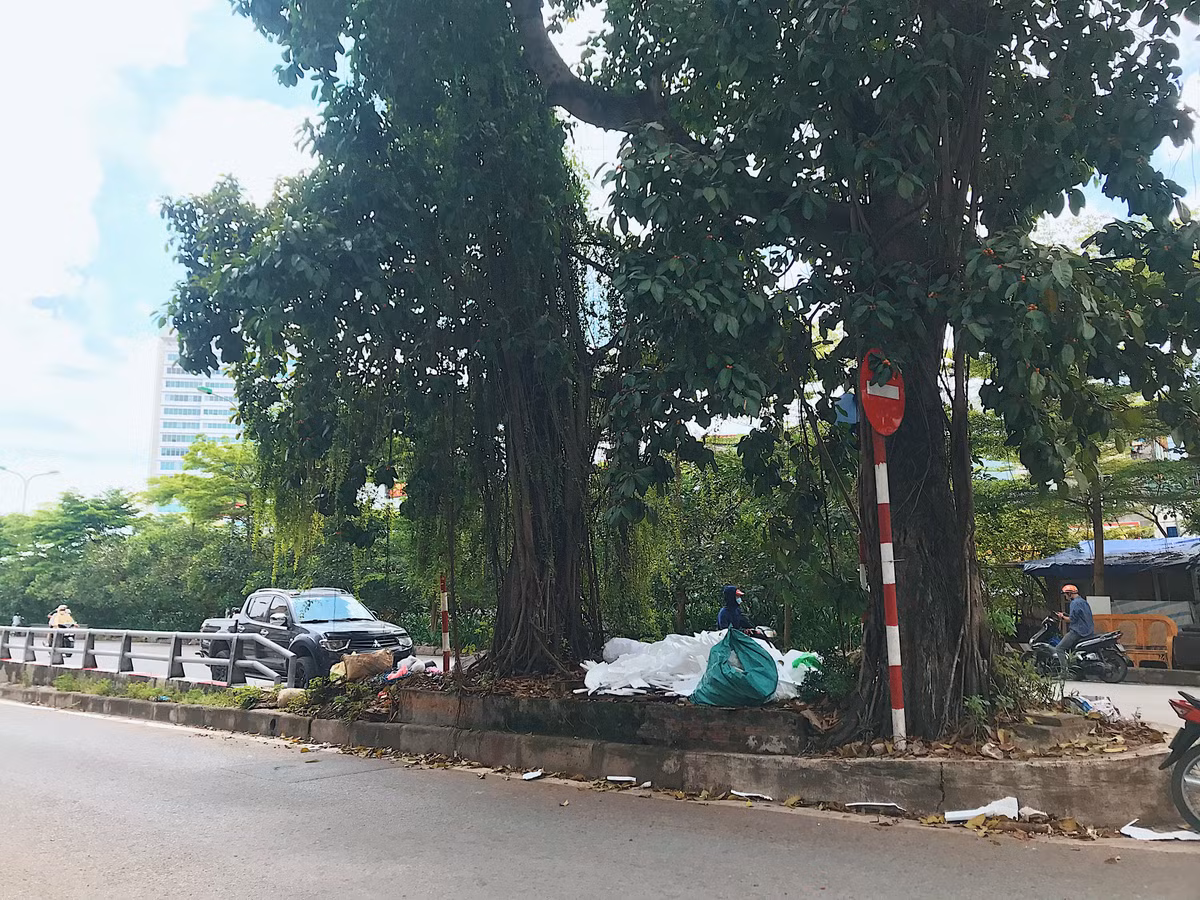 Trên đường Hoàng Hoa Thám (quận Ba Đình) cũng có 2 cây đa cổ thụ nằm giữa đường.