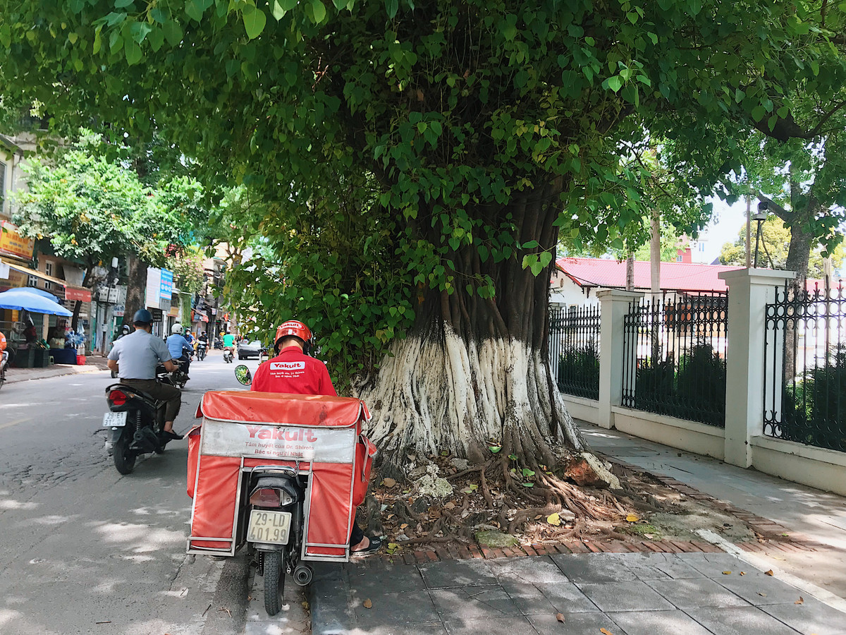 Những cây cổ thụ là điểm dừng chân quen thuộc của cánh tài xế.