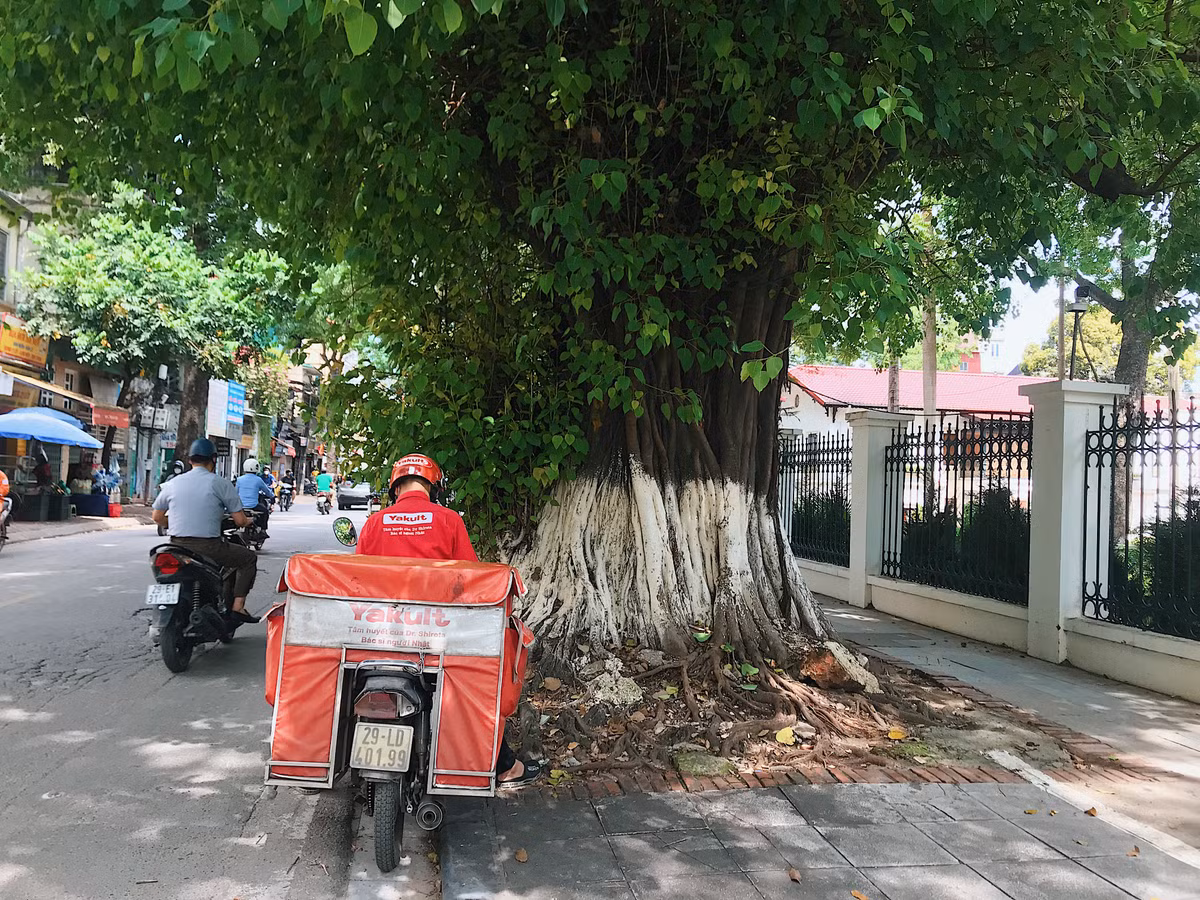 Những cây cổ thụ là điểm dừng chân quen thuộc của cánh tài xế.