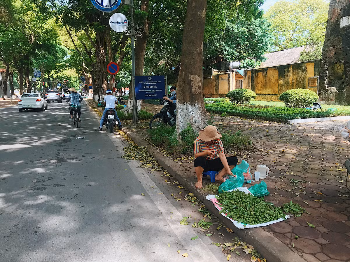 Mỗi mùa hè đến, người dân hái và bán sấu trên vỉa hè phố Phan Đình Phùng.