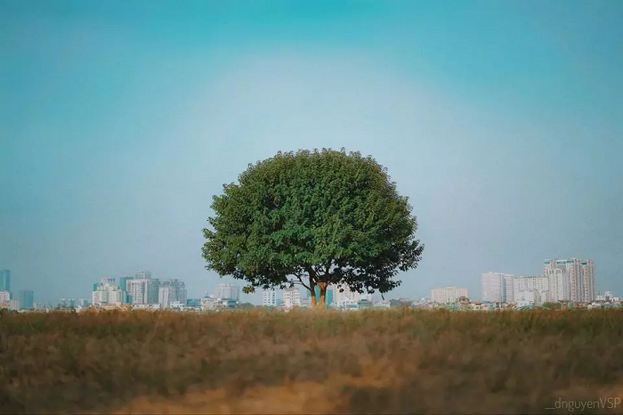 Hình ảnh tuyệt đẹp của "cây cô đơn" trước khi bị chặt hạ