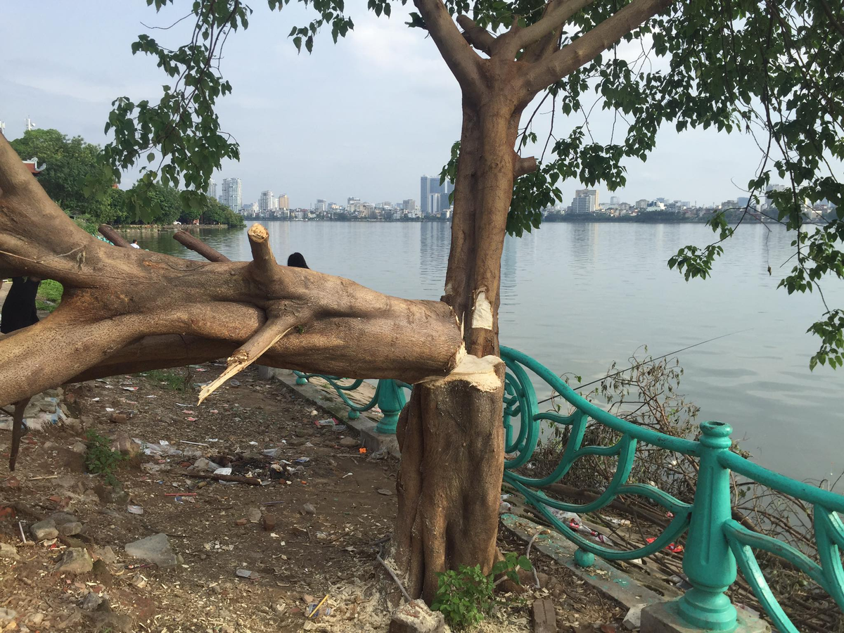 Được biết "cây cô đơn" mọc trên một bãi đất trống gần khu vực Phủ Tây Hồ, là nơi mọi người thường xuyên lui tới vui chơi, chụp ảnh.