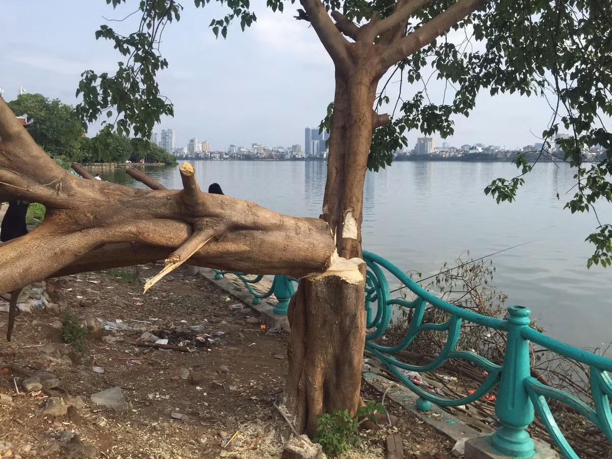 Được biết "cây cô đơn" mọc trên một bãi đất trống gần khu vực Phủ Tây Hồ, là nơi mọi người thường xuyên lui tới vui chơi, chụp ảnh.