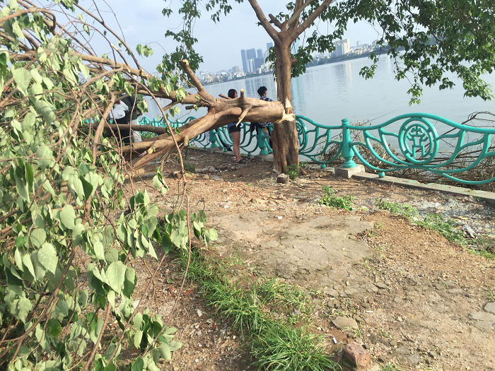 Ngay sau khi nắm được thông tin, lãnh đạo UBND phường Quảng An (quận Tây Hồ) đã cử người xuống khu vực "cây cô đơn" để xác minh vụ việc.