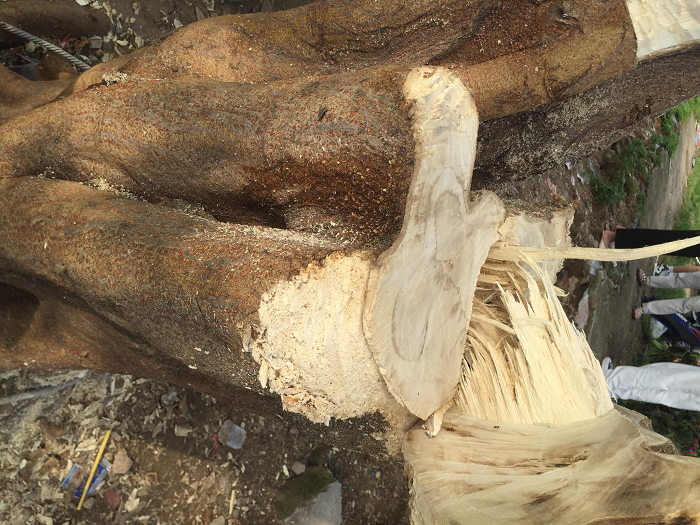 Phần bị đổ là một trong 2 nhánh lớn của cây, phần sát gốc có dấu hiệu bị chặt phá.