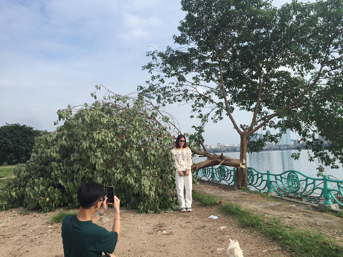 Khi biết được thông tin "cây cô đơn" bị chặt hạ các bạn trẻ Hà Nội đã thi nhau đến chụp ảnh check-in.