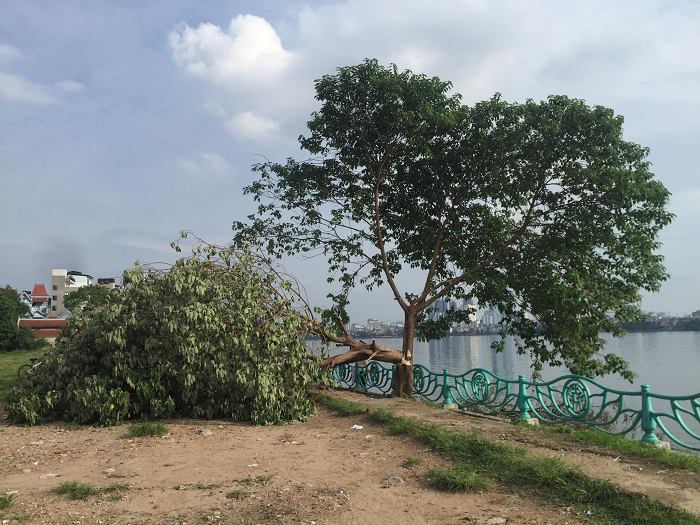 Sáng ngày 15/6 người dân ở Tây Hồ bất ngờ khi "cây cô đơn" bị chặt hạ mà không rõ nguyên nhân.