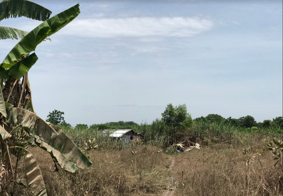 Cỏ cây trở nên xơ xác, chết hàng loạt sau trận ngập úng kéo dài rồi bắt ngờ nắng nóng.