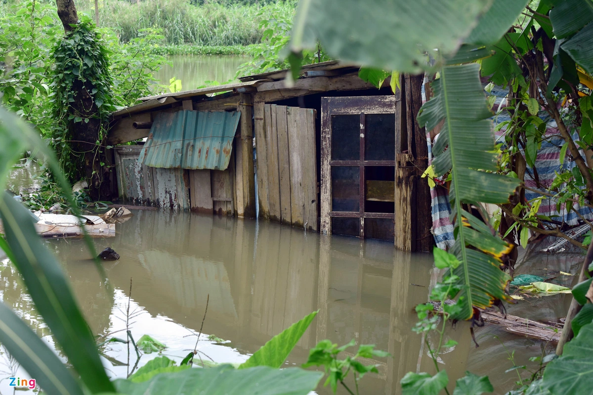 Ngôi nhà tạm của một số hộ dân sinh sống tại bãi giữa sông Hồng bị nước lũ dâng cao, ngập gần đến tận nóc nhà.