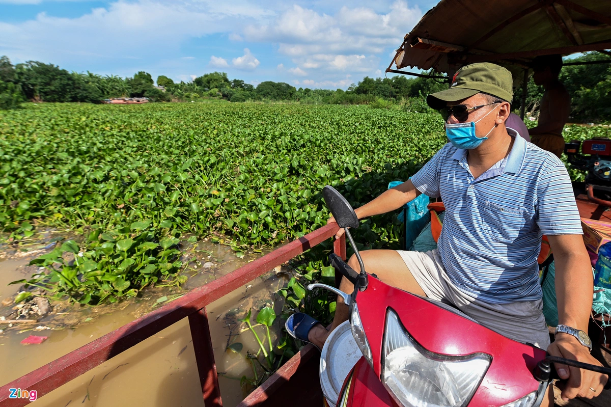 Nước từ đầu nguồn đổ về kéo theo nhiều bèo, rác phủ kín mặt nước.