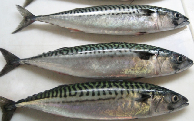 Nhưng để hiệu quả được tốt hơn, bạn nên chọn cá hồi được đánh bắt tự nhiên hơn là cá nuôi, bởi vì các loại cá nuôi có thể sẽ bị nhiễm thuốc trừ sâu và các loại kim loại nặng. Nếu bạn không thích ăn cá hồi, có thể thử các loại cá dầu khác như cá thu, cá ngừ đại dương, cá mòi và cá trích cũng có thể giúp bạn có một trái tim khỏe mạnh với tác dụng tương tự.