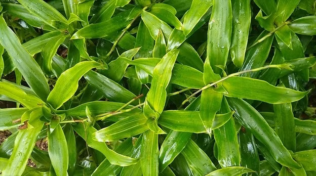 Cây thuốc quý nhưng người dân lại chỉ để làm cảnh trong nhà Cay thuoc quy nhung nguoi dan lai chi de lam canh trong nha