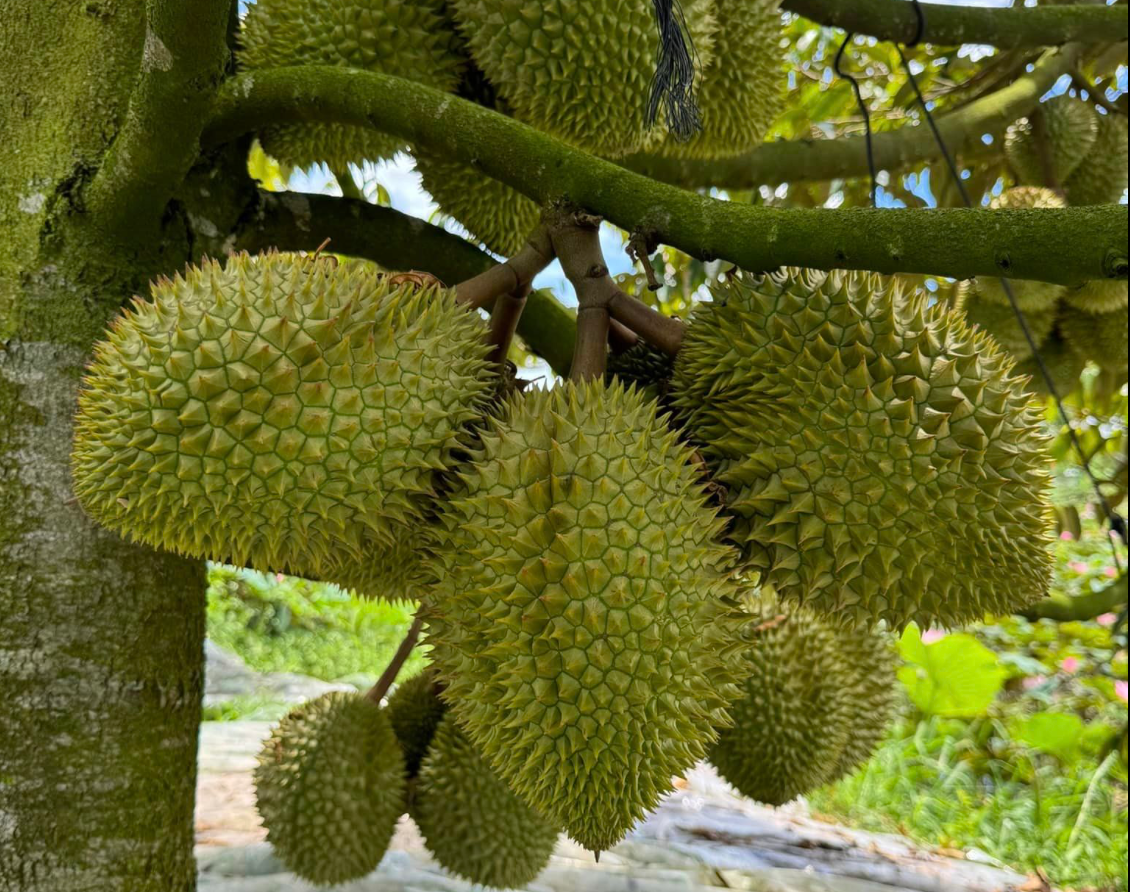 Tien thu ve tu ban loai “trai cay vua” cham moc chua tung co