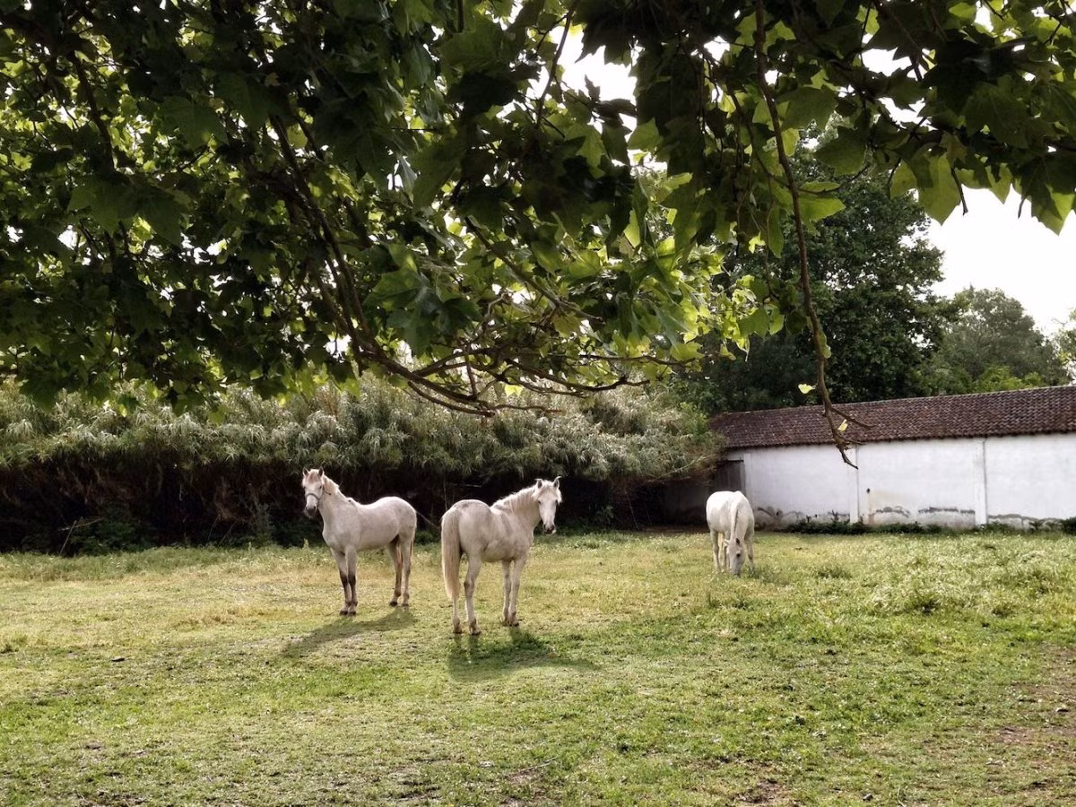 Nằm trên bở biển Địa Trung Hải, công viên Camargue Nature là quê hương của các loài động vật hoang dã, trong đó có chim hồng hạc, bò và các giống ngựa trắng.