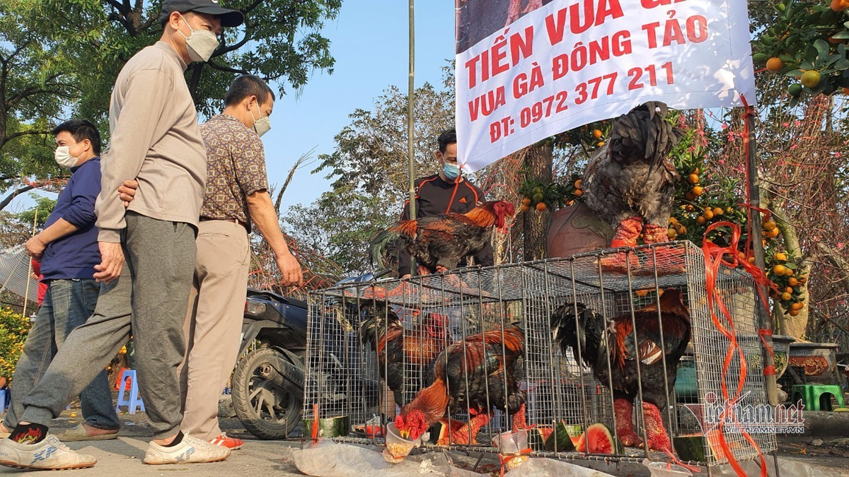Doc nhat cho hoa: Ga Dong Tao an dua hau doi khach, 2,2 trieu/con khong bot