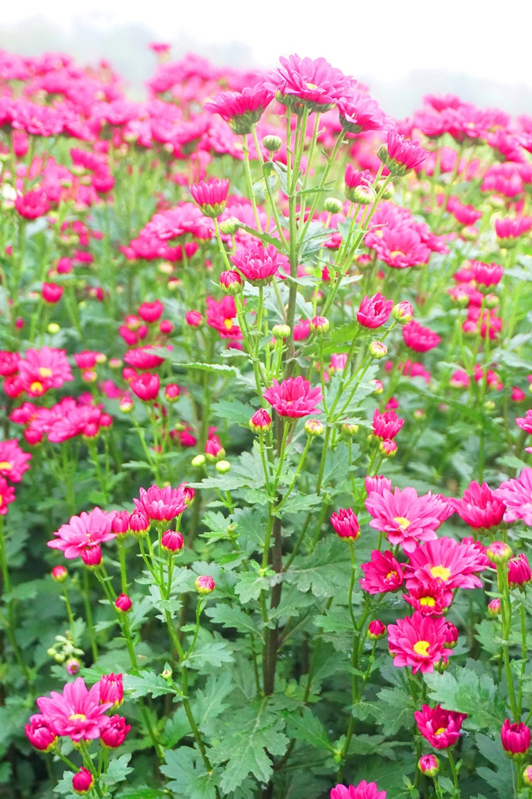 Khi trồng, nhiều người dân lo lắng vì thất thu, không ngờ khi thu hoạch lại mang về đầy trái ngọt. “Có thể do sợ dịch bệnh COVID-19 mà rất nhiều hộ dân đã thu hẹp diện tích đất trồng so với mọi năm. Vì thế mà đến khi thu hoạch, giá hoa cao gấp đôi năm trước” - ông Tiệp vui vẻ chia sẻ.