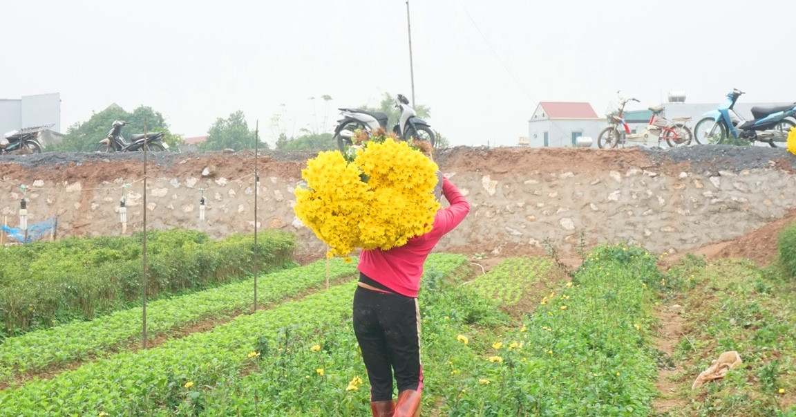 Thương lái cùng người dân tấp nập thu hoạch hoa. Mặc dù năm nay dịch COVID-19 diễn biến phức tạp nhưng đến cuối năm, thu hoạch vụ hoa bội thu khiến cái Tết của bà con trở nên ấm áp hơn.