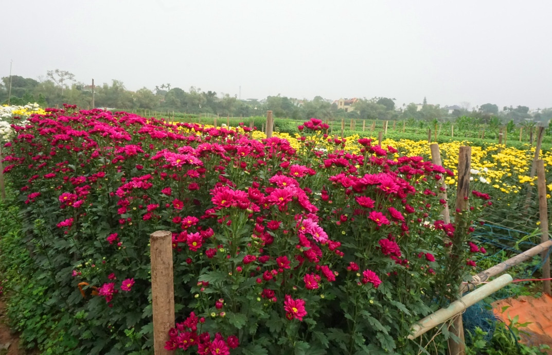 Một cánh đồng bạt ngàn hoa tươi. Theo ông Trần Văn Tiệp (một trong những hộ dân trồng hoa với diện tích khá lớn) cho biết, năm nay tưởng chừng mất mùa nhưng cuối cùng lại bội thu. Khi bắt đầu trồng hoa, nước sông Đáy ngập trắng hết cánh đồng, vào giáp chân đê nên ông tưởng chừng năm nay thất thu. Vậy nhưng, cuối cùng hoa vẫn lên xanh, tốt, bông hoa bụ bẫm, thân mướt một màu xanh tốt.