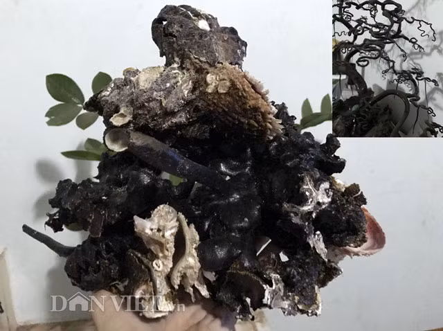 Nói về giá trị của số vỏ ốc đã có của mình, thợ lặn Giàu bày tỏ: "Khó có thể tính cụ thể ra bằng tiền được, vì đâu dễ để tìm thấy loại vỏ có kích cỡ thế này. Hơn nữa tôi cũng chưa bao giờ tìm hiểu thử nó có giá là bao nhiêu, dù không ít người đến hỏi mua".