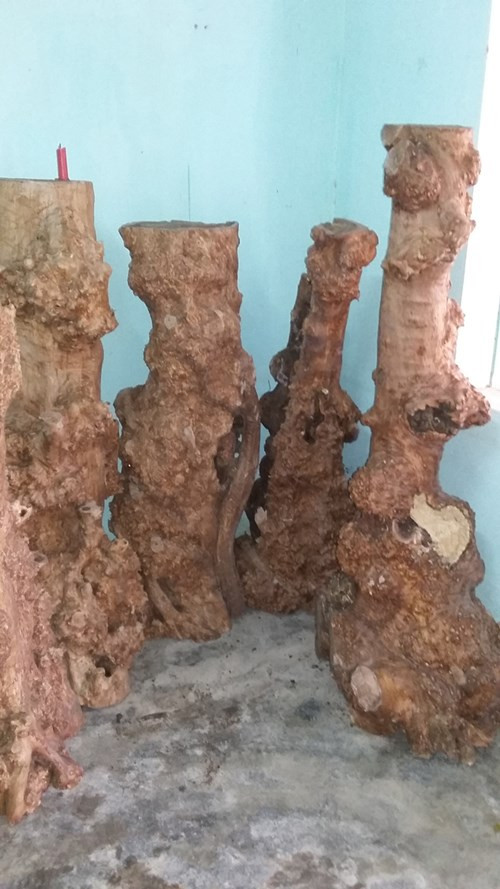 Gỗ hương giáng được các đầu nậu trong vùng thu mua để bán lại cho thương lái kiếm lời.