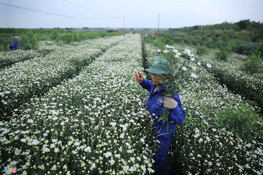 Loài hoa nhỏ bé, tinh khiết này chỉ nở trong vòng hơn nửa tháng. Khi đó, người trồng vườn tranh thủ thu hoạch đem bán. 