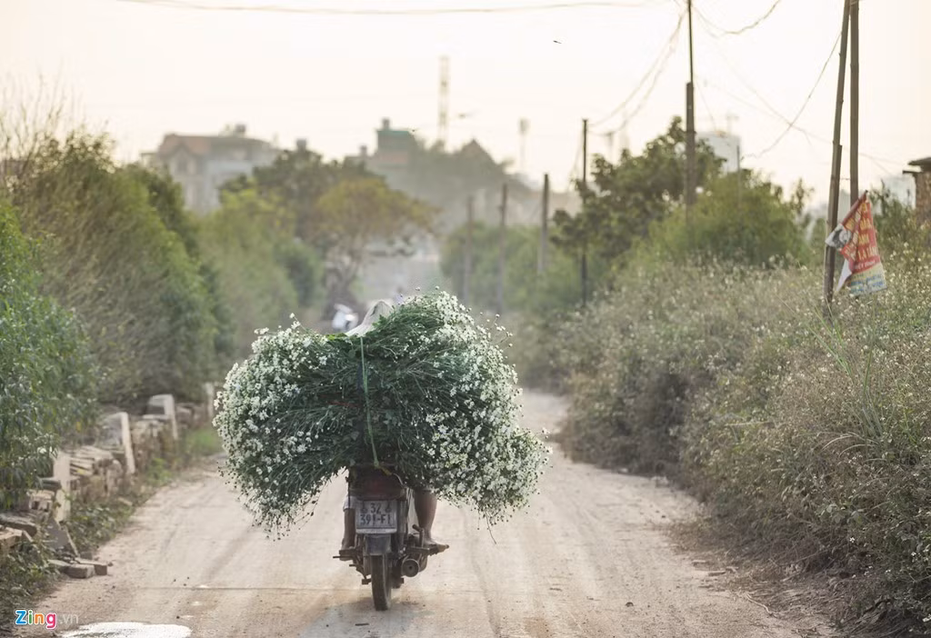 Từng chuyến xe chở hoa rời vườn phục vụ khách.
