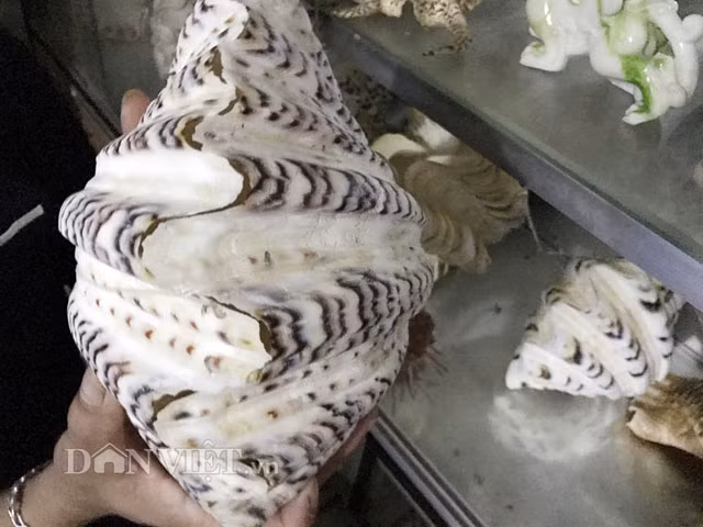 Theo thợ lặn Giàu, nhiều loại ốc ban đầu mang về trông rất đẹp, thế nhưng chỉ vài năm sau trưng bày trong tủ thì màu sẽ bị phai. Riêng loại này dù đã để cả chục năm nhưng màu sắc của vân trên vỏ sò nứa gần như vẫn không thay đổi. 