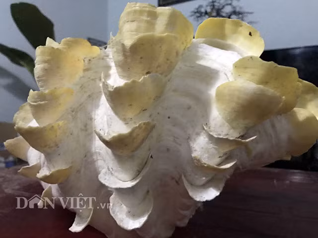 Trong số đó, thợ lặn Giàu cho biết: "Có những loại như ốc chôm chôm, để tìm được nó phải lặn ở độ sâu hơn 45m so với mặt nước biển".